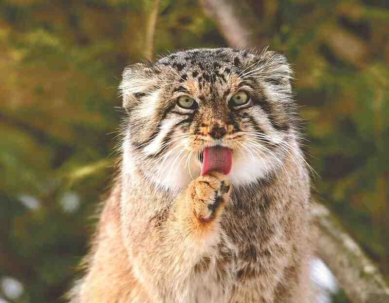 Pallas Cat  Manul cat, Pallas's cat, Wild cat species