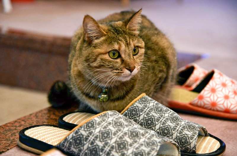 patrulje Sidelæns buket Fukushima's ryokan cat warms guest slippers - The Japan News