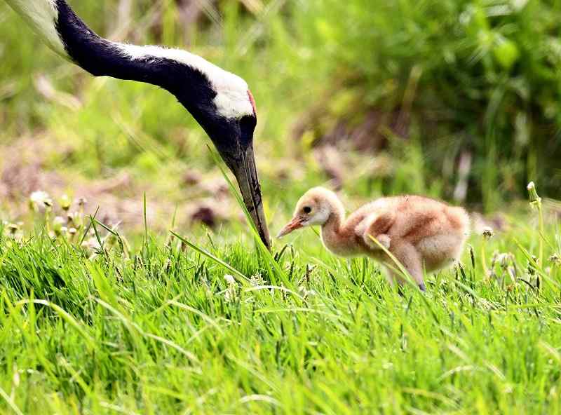 Winging it: Young red-crowned cranes flourishing at Hokkaido park - The  Japan News