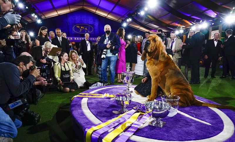 Sound off! Trumpet is 1st bloodhound to win Westminster show - The Japan  News