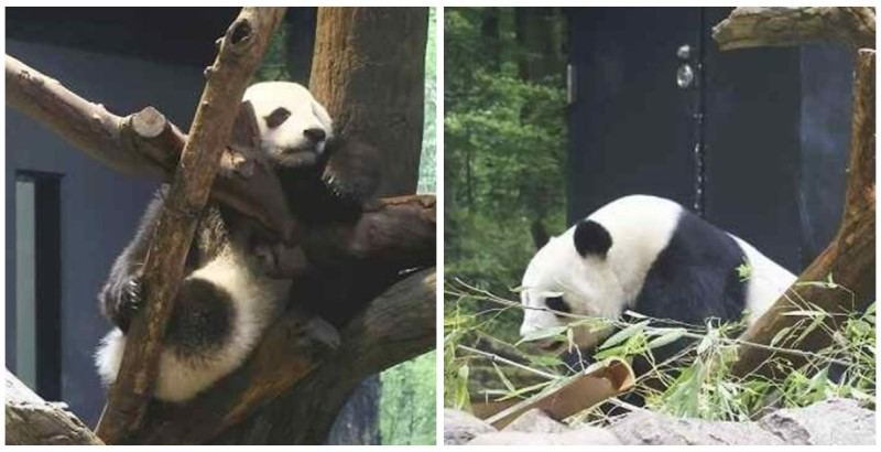 上野動物園で双子パンダの誕生日会を開催 ジャパントゥデイ