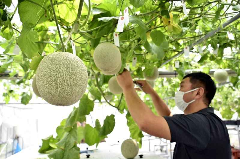 Harvesting begins for hydroponically grown ‘flying in the sky’ melons