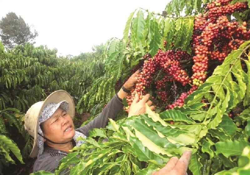 Vietnam: From bean to cup, Vietnamese coffee is on the up - The Japan News