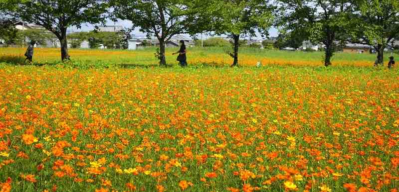 晩夏の花 ジャパントゥデイ