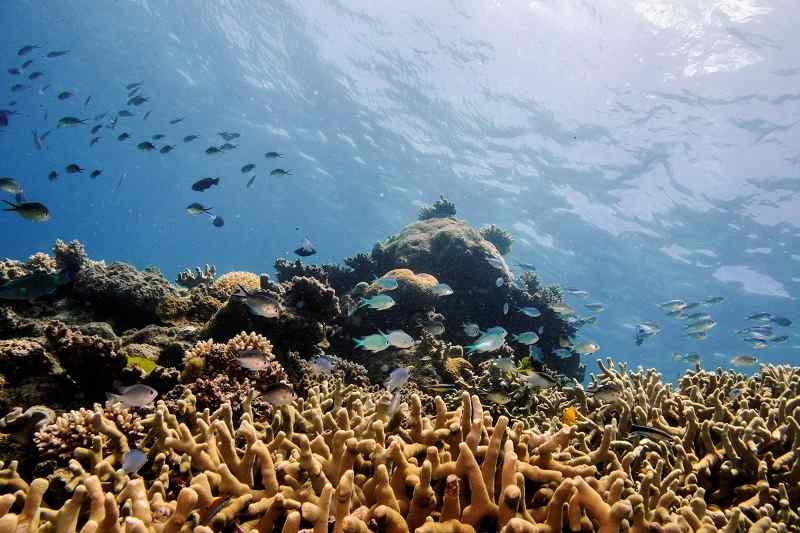 Great Barrier Reef sees fragile coral comeback - The Japan News