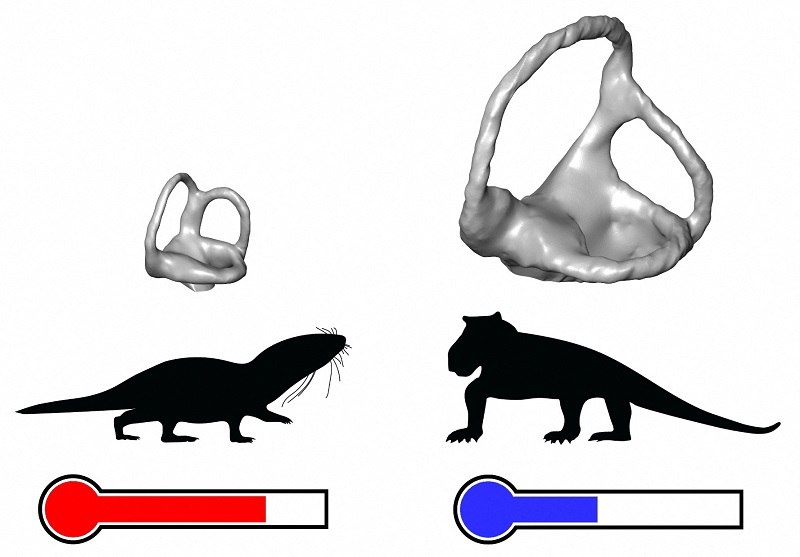 Scientists reveal origin of mammal evolution: Warm-bloodedness - The Japan  News