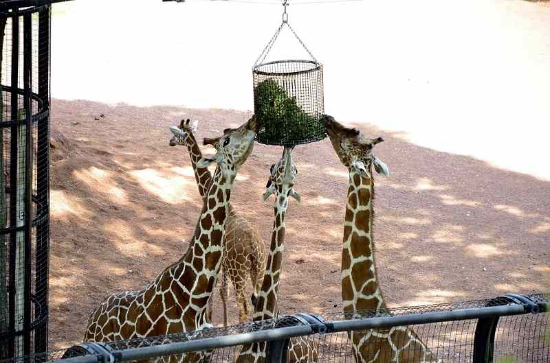 Zoos move to reduce stress for animals in their care - The Japan News