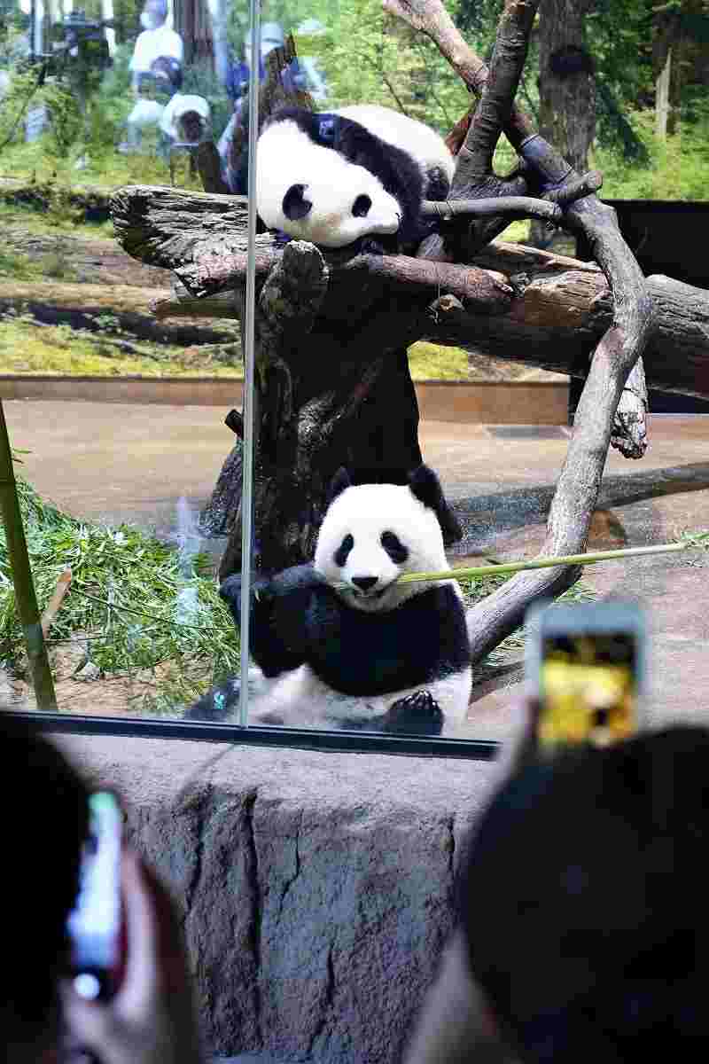 Panda Setting Sylvanian Park Epoch Japon Nouvelle libération