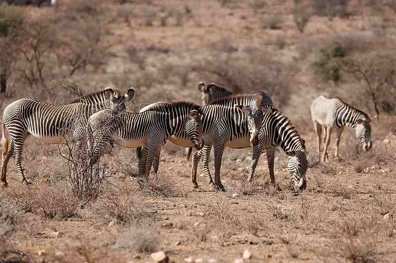 Drought is killing Kenya's endangered wildlife - The Japan News