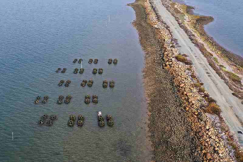 Seagrass can reduce coastal erosion by 70%