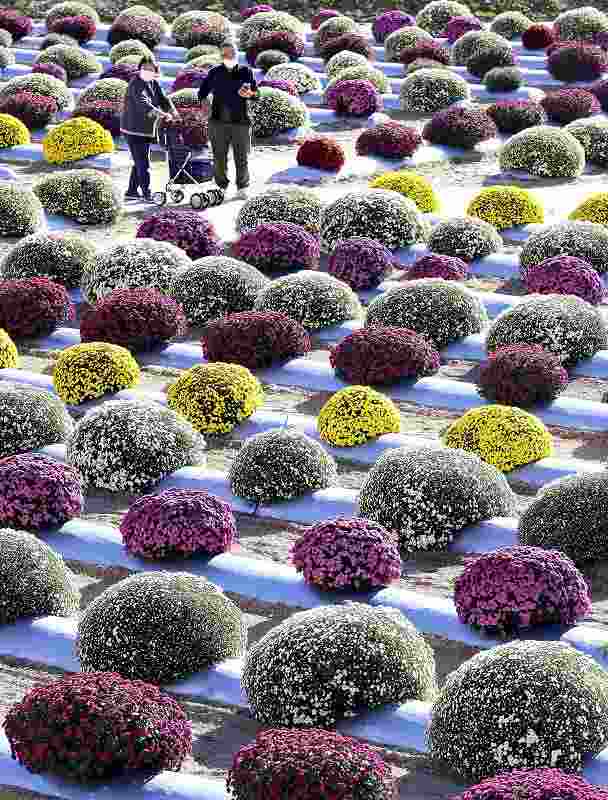 PHOTOS: Japanese Scientists Turn Chrysanthemums 'True Blue' : The Two-Way :  NPR
