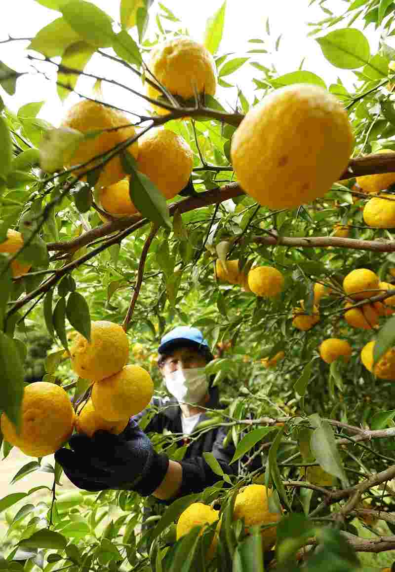 Yuzu harvest season comes to Tochigi Pref. - The Japan News