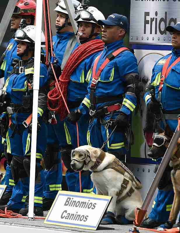 Frida, Mexico's beloved search and rescue dog, dies