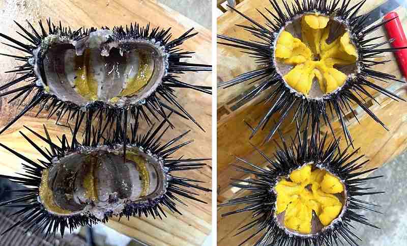 Urchin