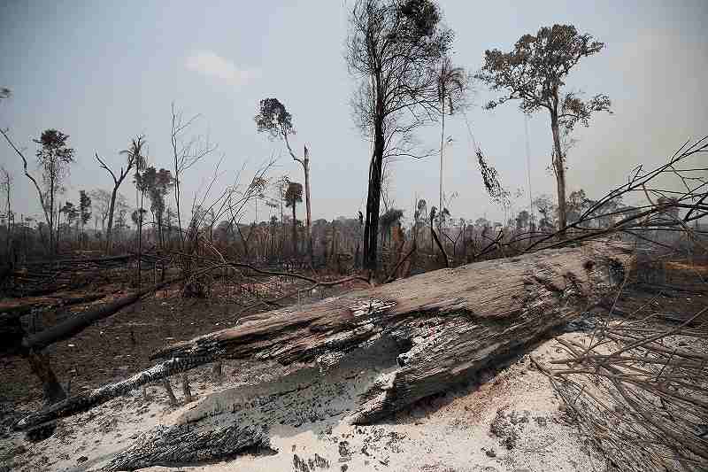 Amazon deforestation falls slightly from 15-year high - The Japan News