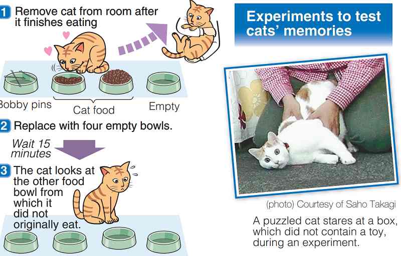 Here's how to import your pet cat into Japan - The Washington Post