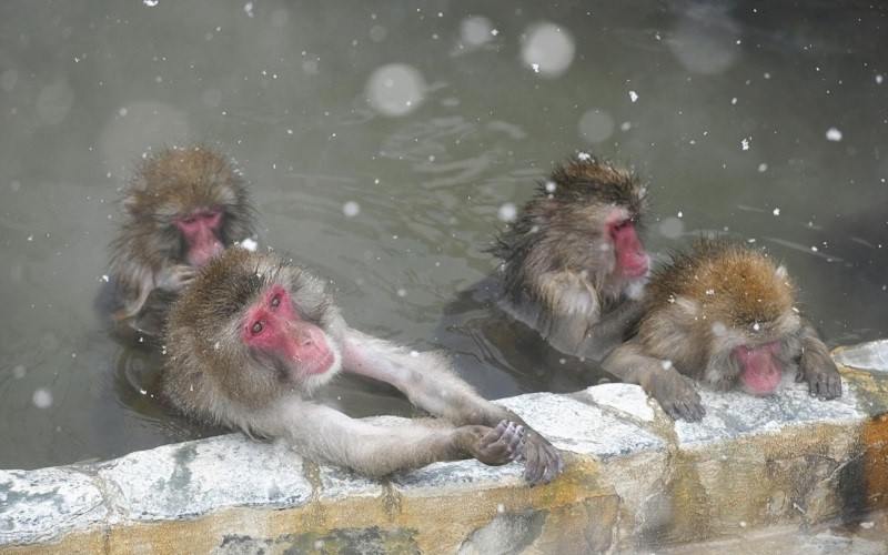 Japanese Macaques Enjoy A Hot Bath In Hokkaido The Japan News 