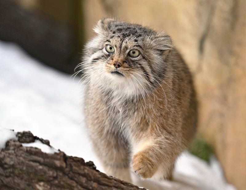 Pallas Cat - Love Meow