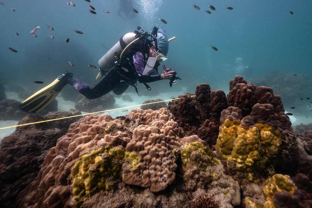 黄色い帯疾患がタイのサンゴ礁を荒廃させる
