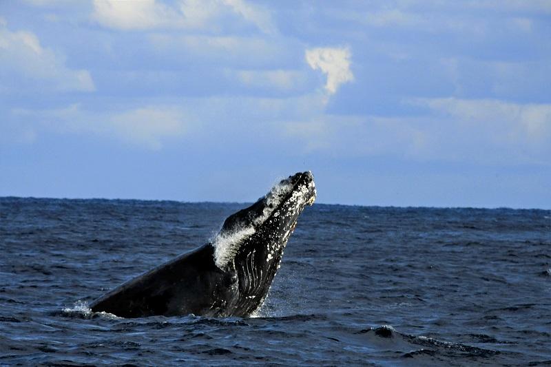 八条島はクジラ観察で観光開始を目指します。