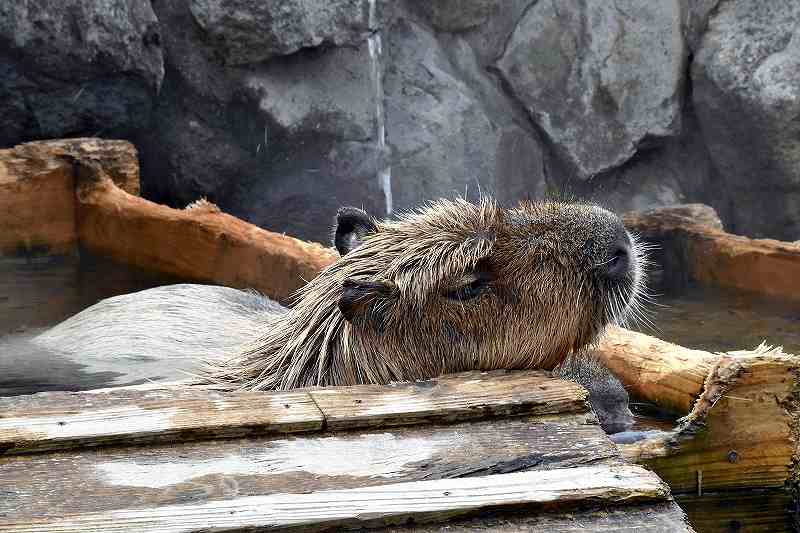 A capybara from Nasu has won this year's competition for soaking in a hot  spring the longest - The Japan News