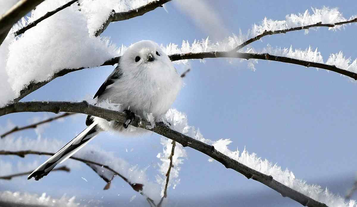 Mid-winter Chill Marks Seasonal Day of Daikan - The Japan News