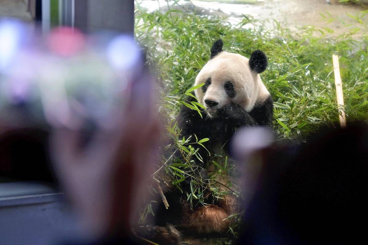 The return of a panda bear highlights battered relations between