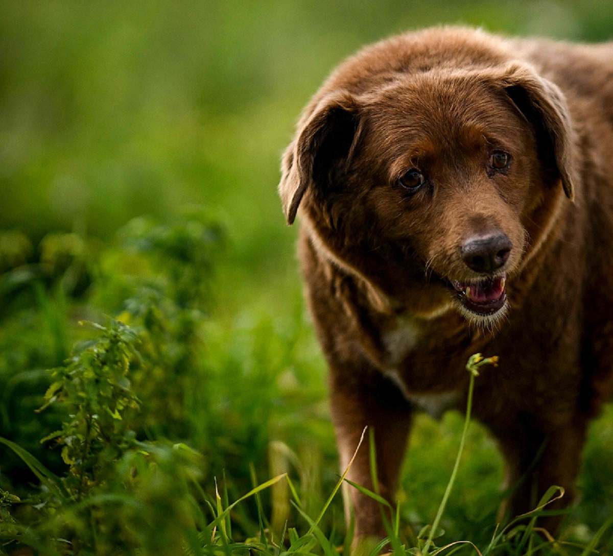 O cachorro mais velho do Guinness Holding, Bobi, 30, também é um dos mais felizes