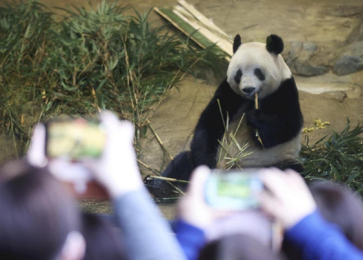 People Flock to See Giant Panda Xiang Xiang on Final Day - The