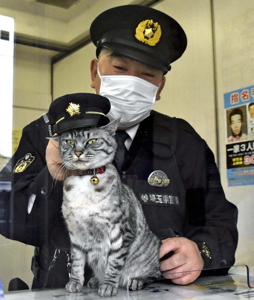 Police cat in uniform | Sticker