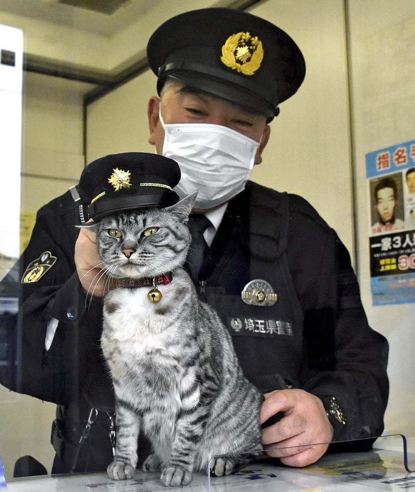 Police officer cat