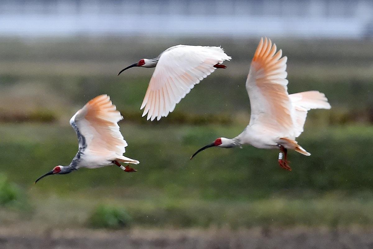 crested ibis