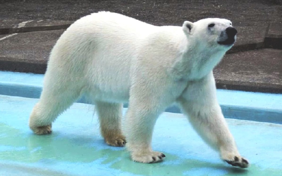 Female Polar Bear Dies in Fight at Hokkaido Zoo - The Japan News