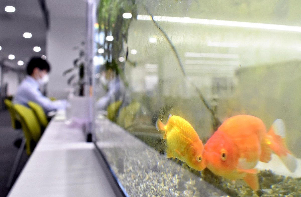 Nara: Goldfish Breeders Keep Up Centuries-Old Tradition - The Japan News