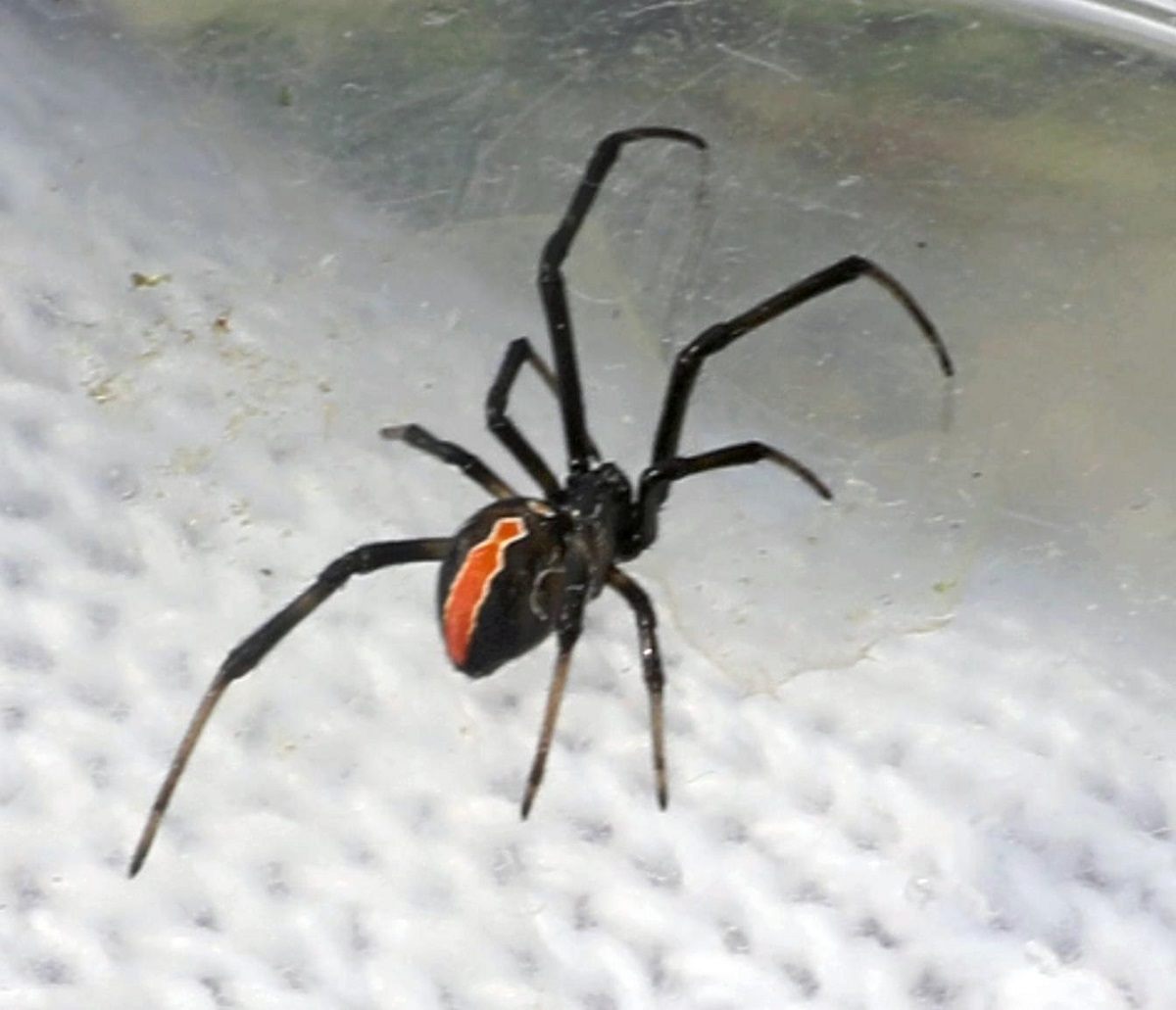 Venomous Spider Found In All But Two Of Japan s Prefectures Times Of 