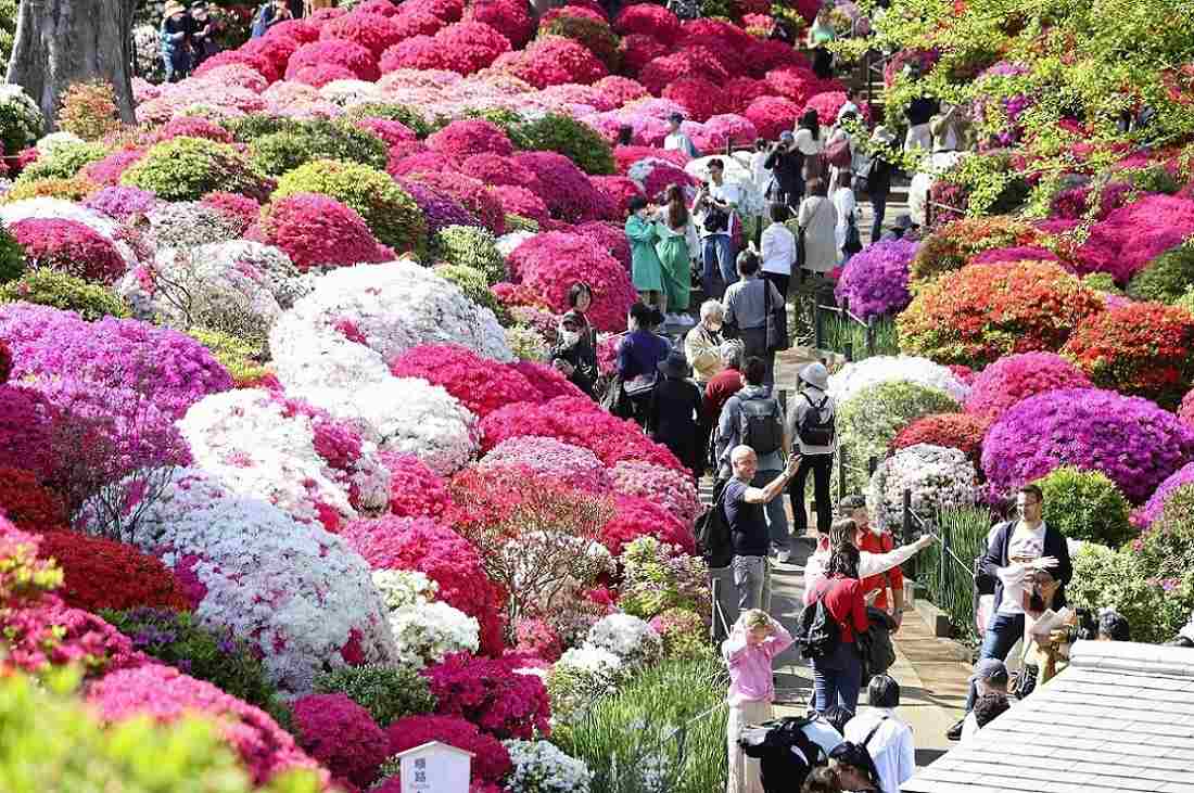 Tokyo’s Nezu Shrine Hosts Riot of Colorful Azaleas