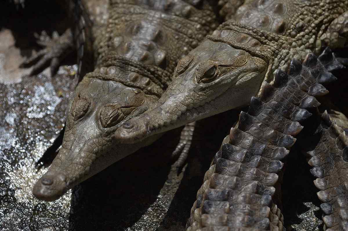 Tradie Men's Croc in a Pond Trunk