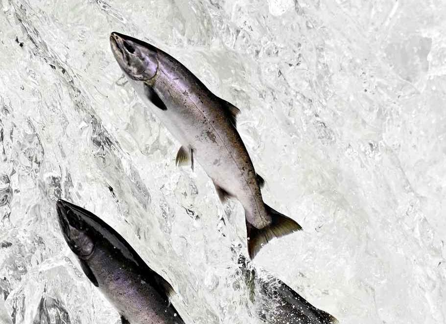 Hokkaido Trout Jump Against Waterfall The Japan News