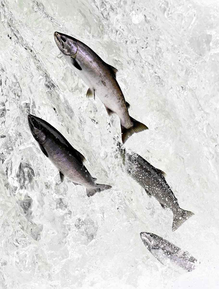 Fly-fishing in the remote reaches of Hokkaido - The Japan Times