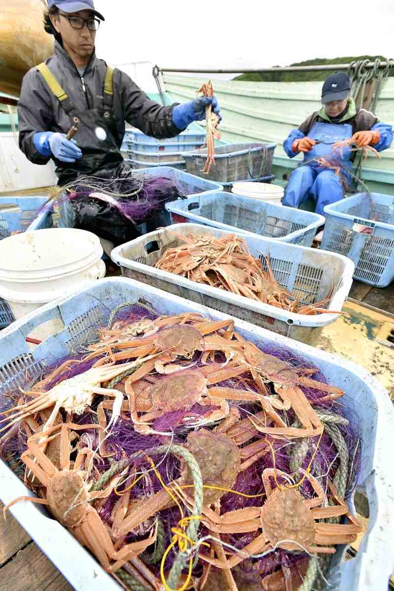 Increase of Tanner Crabs in Hokkaido a Mixed Blessing For Locals - The  Japan News