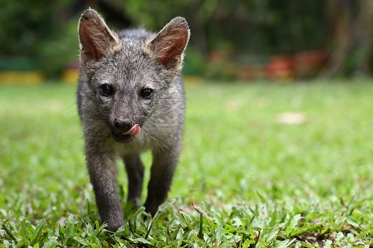 悔い改める牧場主がコロンビアの野生動物を救うために働く