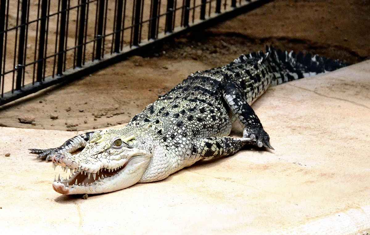 An albino crocodile : r/pics