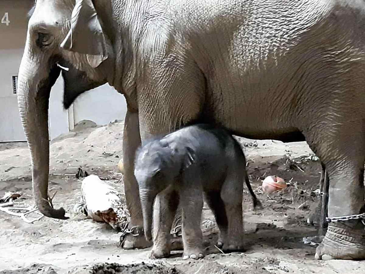 Engineers surprised by the power of an elephant's trunk