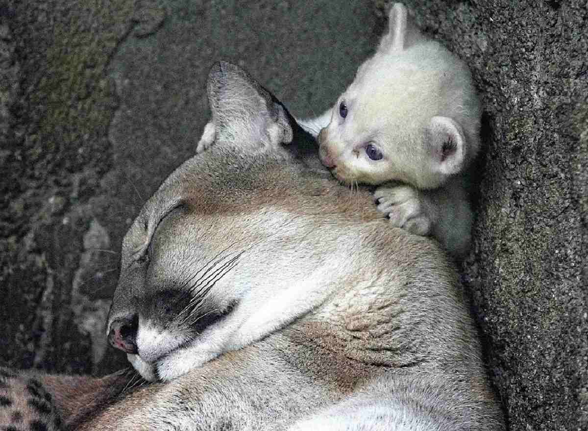 Rare Albino Puma Cub Born in Nicaragua Zoo - The Japan News