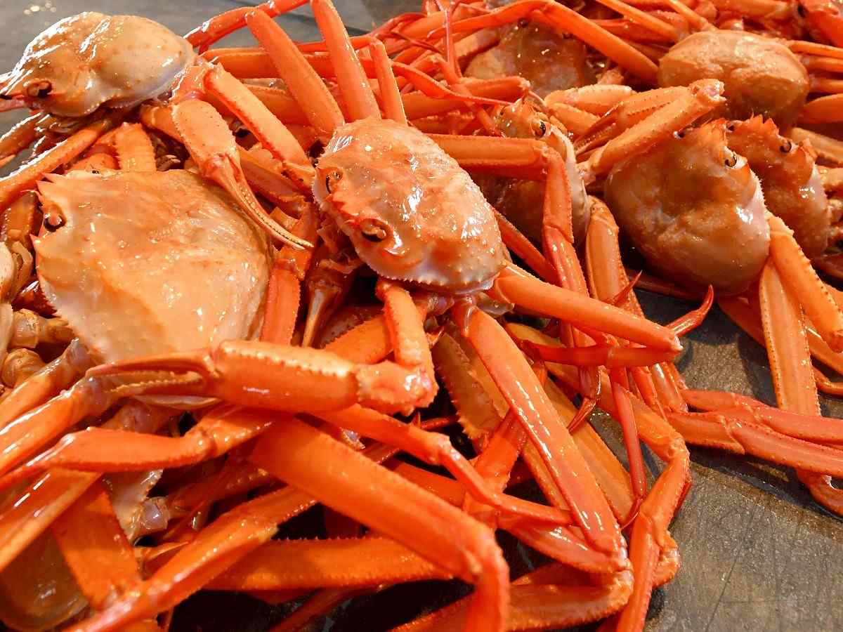 Red Snow Crab Season Begins in Japan’s Toyama Bay The Japan News