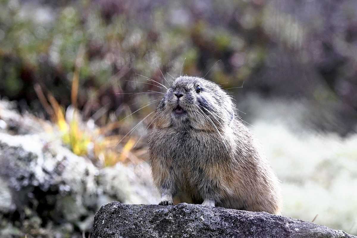 Northern Pika ‘survivors Of The Ice Age Prepare For Winter The