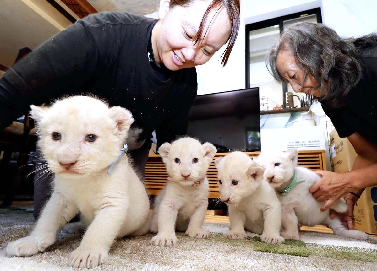 4 White Lions Born Last Month in Chiba Prefecture; 3 Males