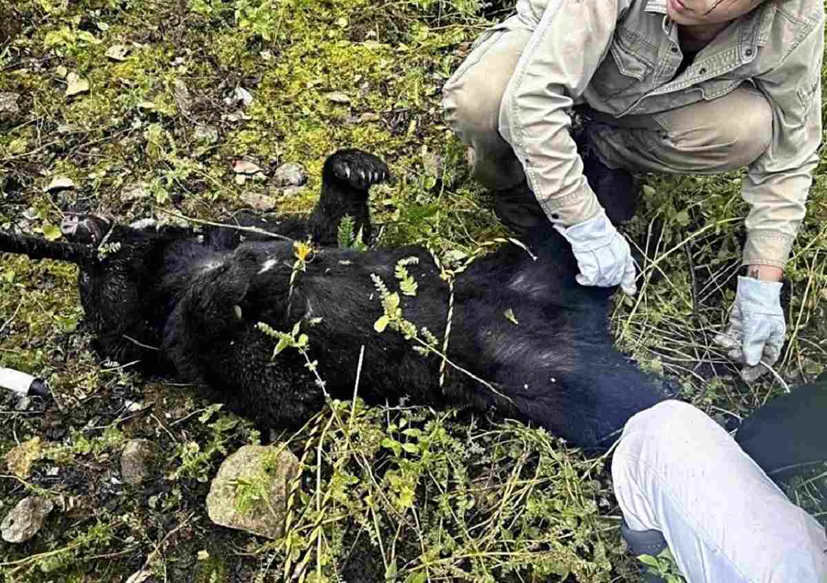 Bear attacks in Japan are at a record high. Climate change and an aging  population are making the problem worse