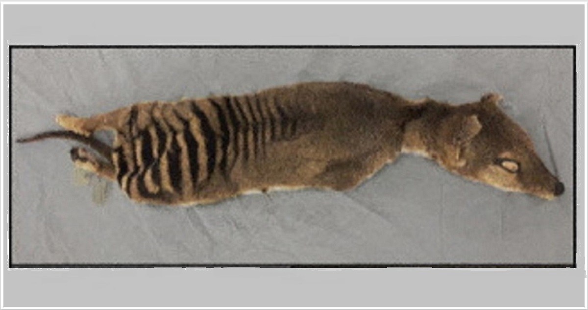 RNA recovered from extinct Tasmanian tiger