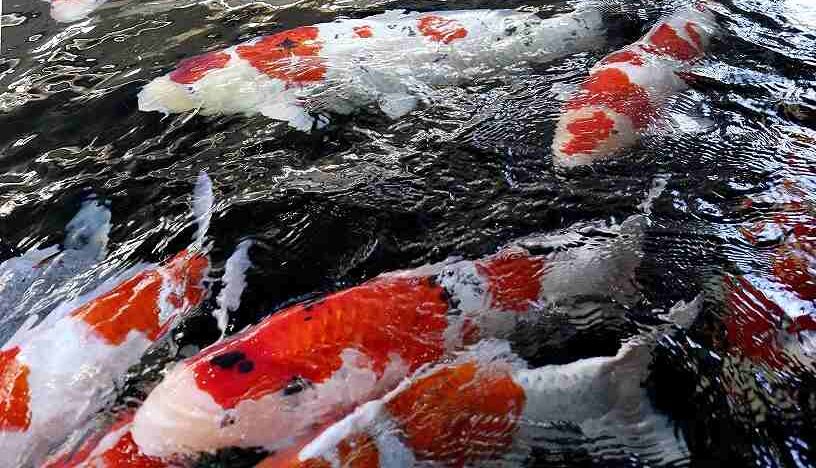 中国が突然輸入を中止した後、濁った海で人気のある日本の鯉飼育者